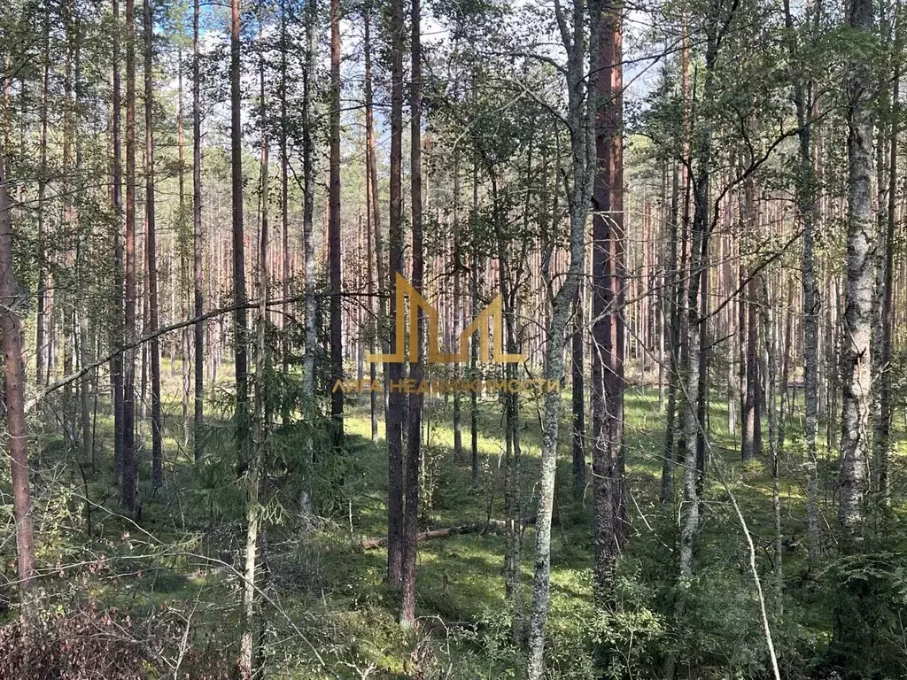 Участок в Ленинградская область, Всеволожский район, Токсовское ... - Фото 0