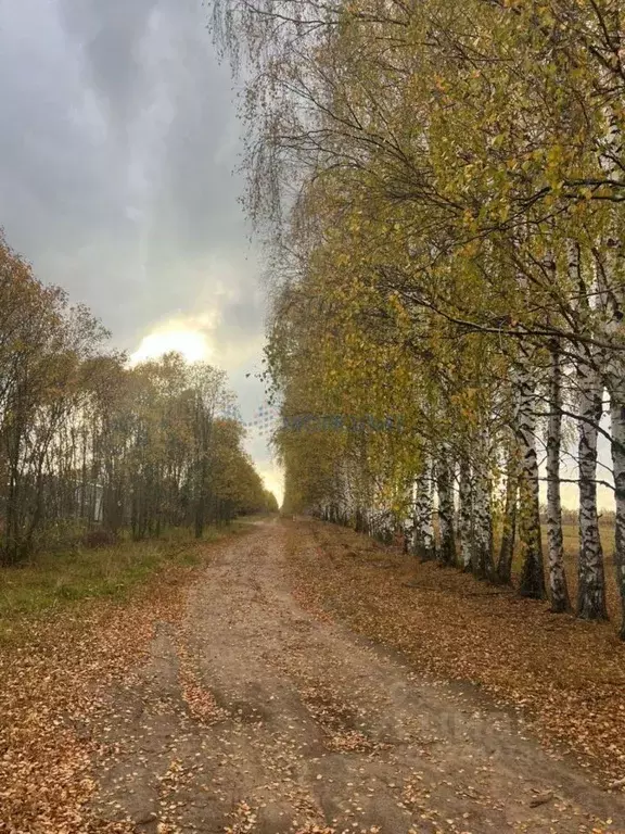 Участок в Нижегородская область, Дивеевский муниципальный округ, с. ... - Фото 2