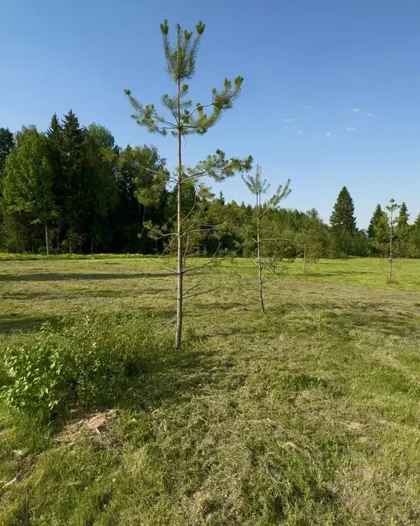 Участок в Московская область, Клин городской округ, Ели Эстейт ... - Фото 2