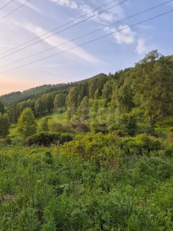 Участок в Алтай, Чемальский район, с. Чемал  (207.39 сот.) - Фото 2
