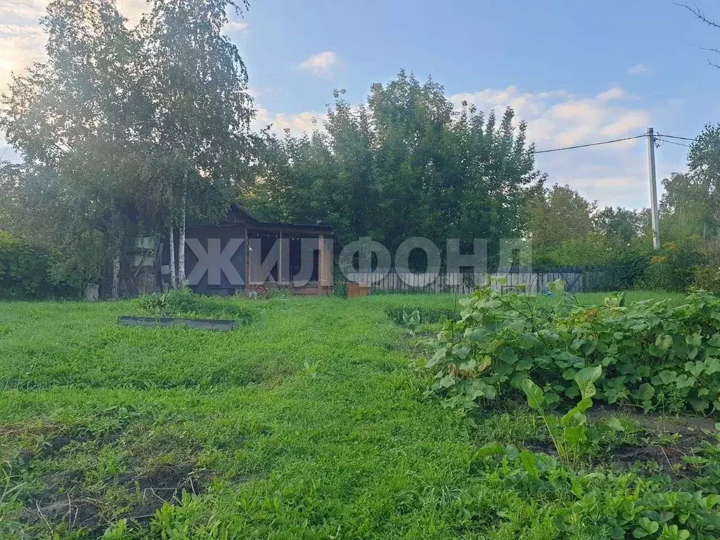Участок в Новосибирская область, Новосибирск Комета-Березка садовое ... - Фото 0