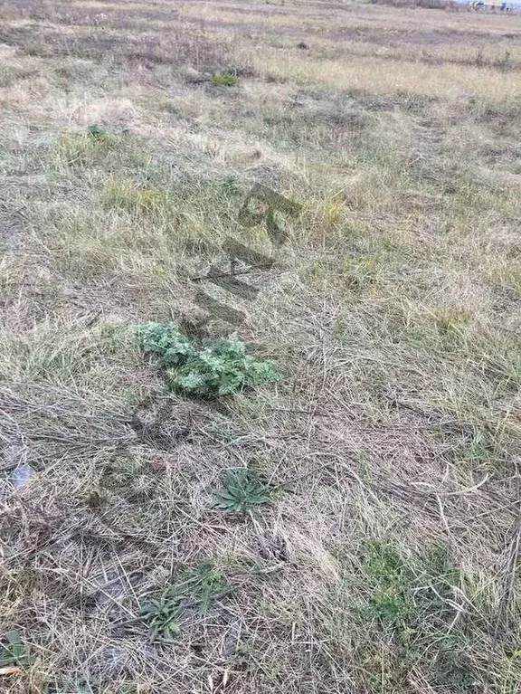 Участок в Белгородская область, Белгородский район, Беловское с/пос, ... - Фото 0