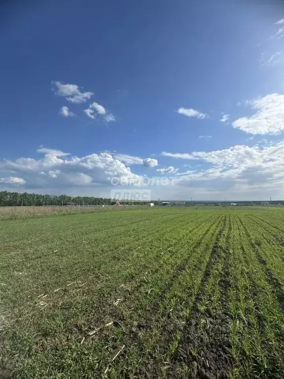 Участок в Курская область, Курский район, Клюквинский сельсовет, д. ... - Фото 1