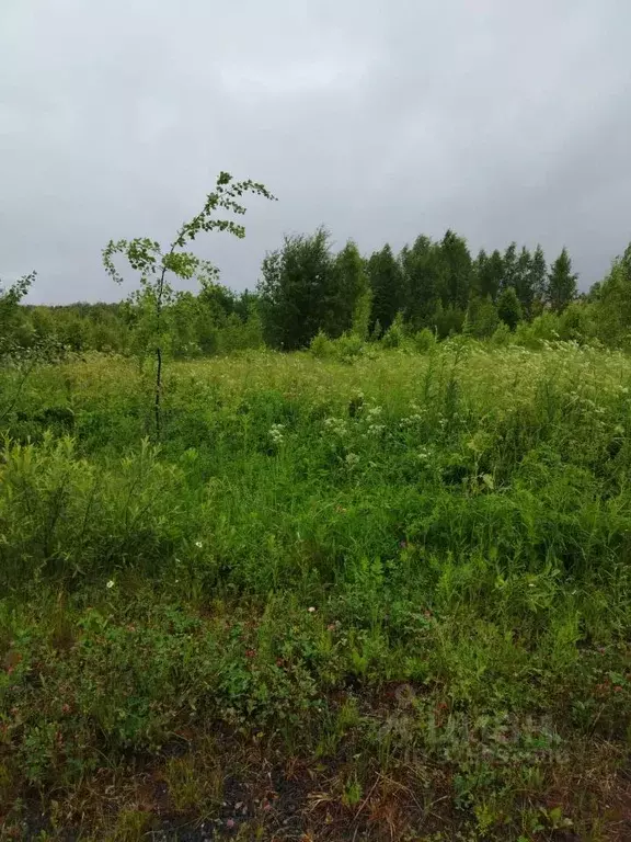 Участок в Московская область, Можайский муниципальный округ, Уваровка ... - Фото 2