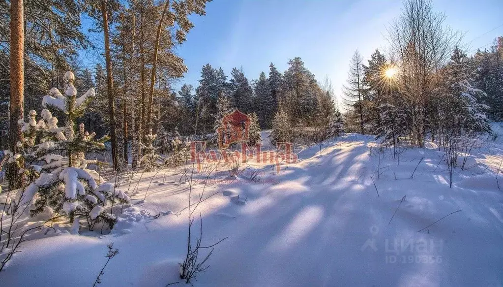 Участок в Владимирская область, Александровский район, Каринское ... - Фото 1