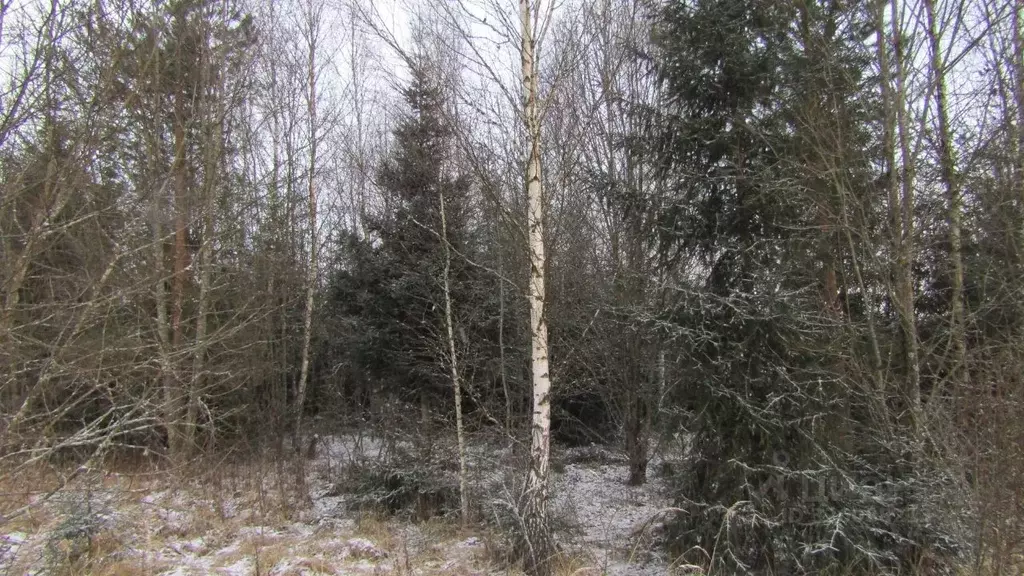 Участок в Московская область, Рузский муниципальный округ, д. Лобково  ... - Фото 2