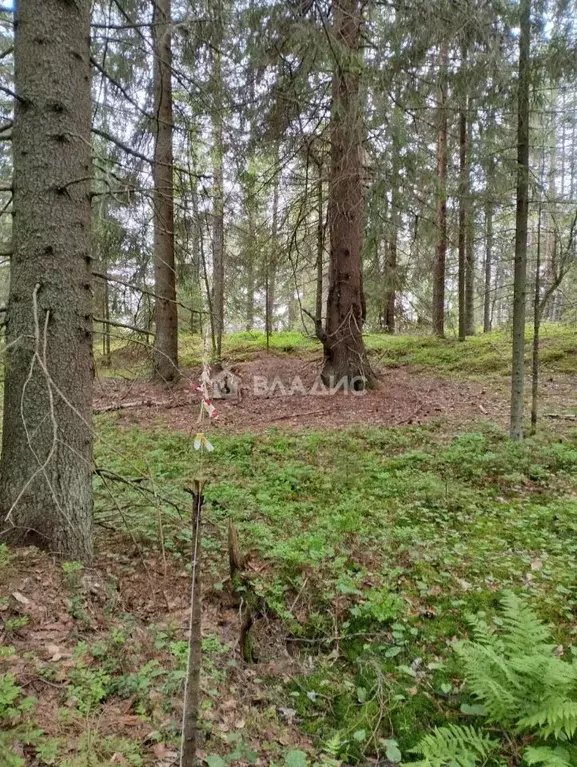Участок в Карелия, Питкярантский муниципальный округ, д. Хийденсельга ... - Фото 0