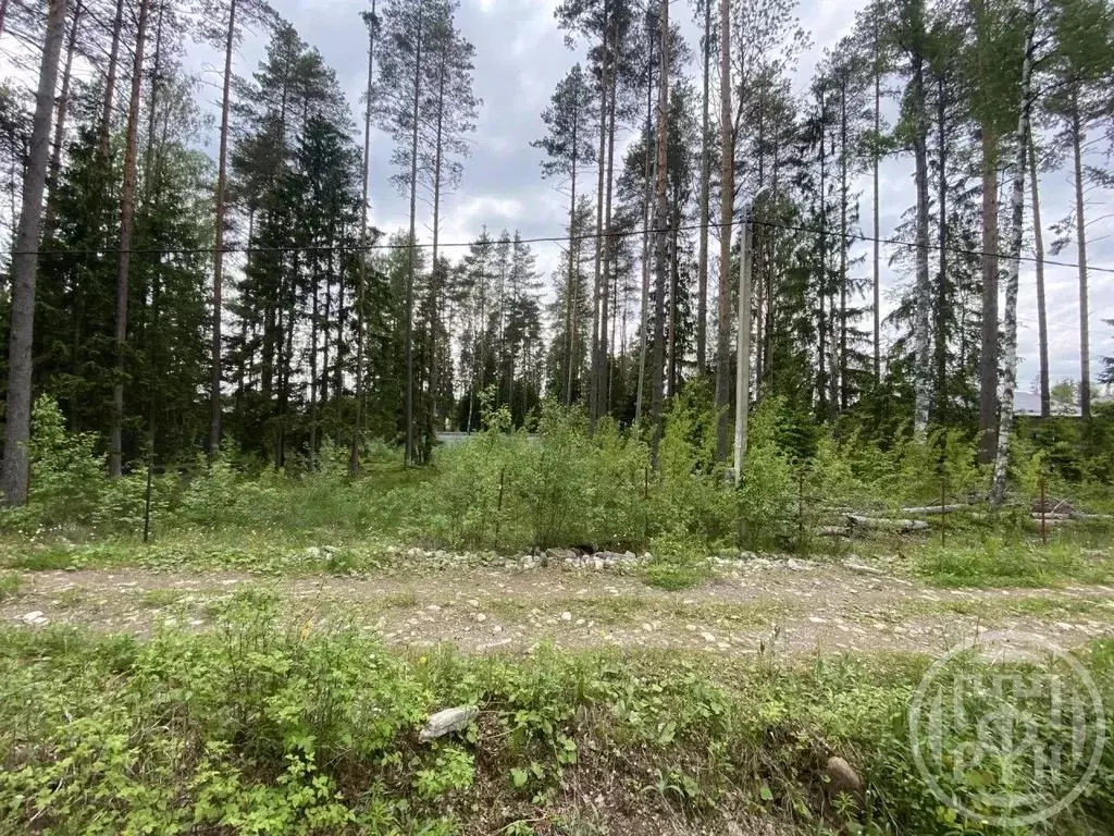 Участок в Ленинградская область, Сертолово Всеволожский район, Медное ... - Фото 2