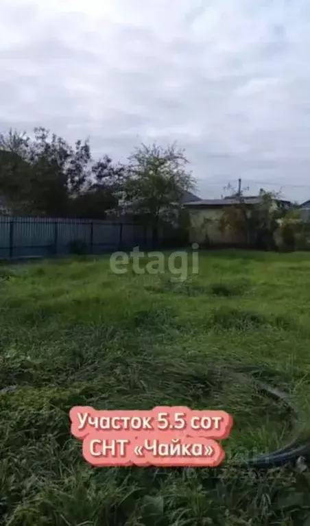 Участок в Калининградская область, Калининград Чайка СНТ, проезд ... - Фото 0