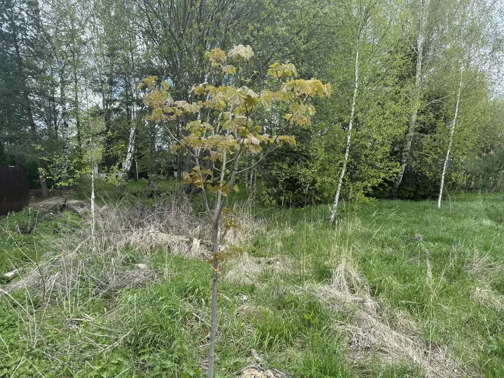Участок в Московская область, Богородский городской округ, д. Ельня  ... - Фото 0