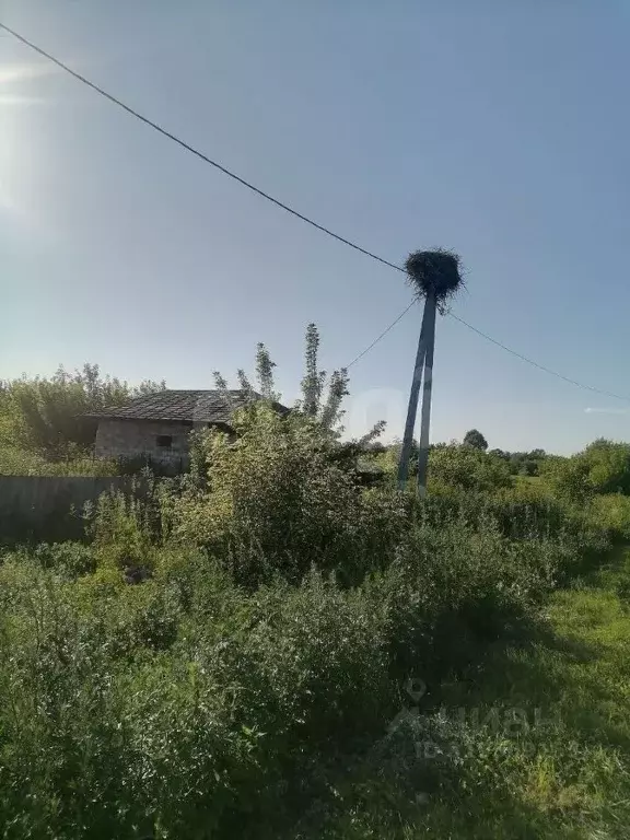 Участок в Курская область, Золотухинский район, Тазовский сельсовет, ... - Фото 1