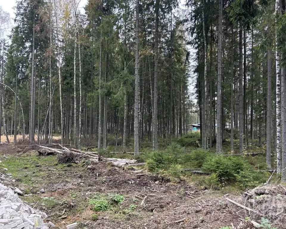 Участок в Ленинградская область, Сертолово Всеволожский район, Медное ... - Фото 1