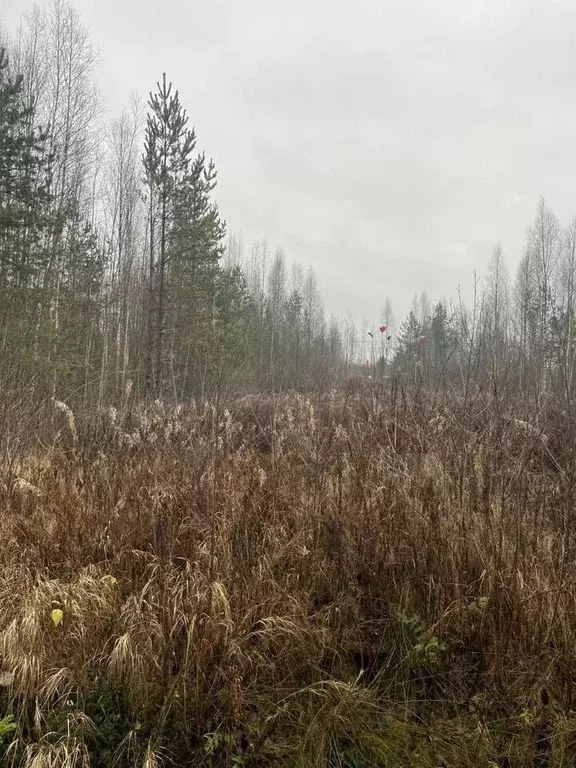 Участок в Ленинградская область, Волховский район, Иссадское с/пос, ... - Фото 2