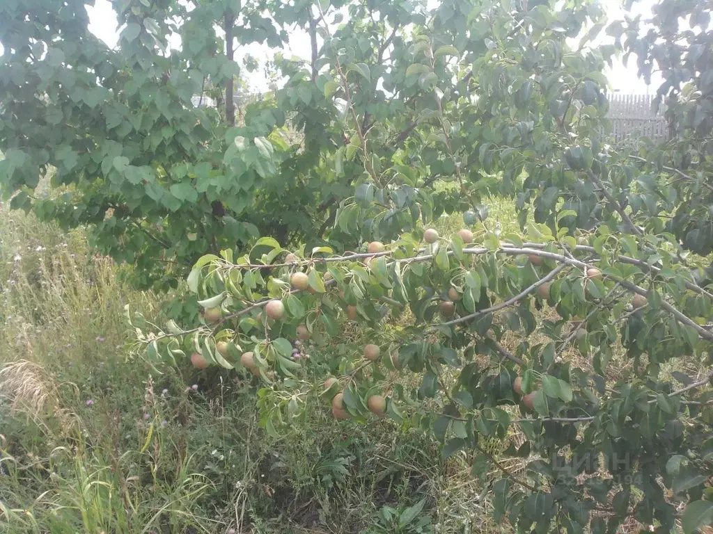 Участок в Самарская область, Безенчукский район, с. Васильевка ... - Фото 2