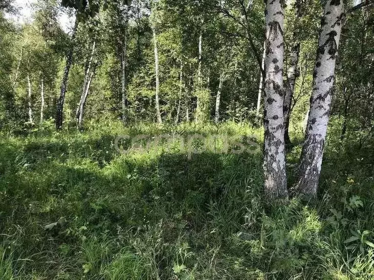 Участок в Тюменская область, Тюмень Медик СНТ, ул. Черемуховая (15.0 ... - Фото 1