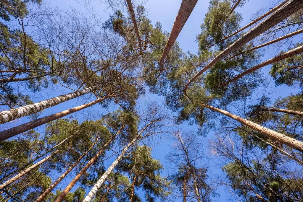 Участок в Московская область, Одинцовский городской округ, пос. ... - Фото 2
