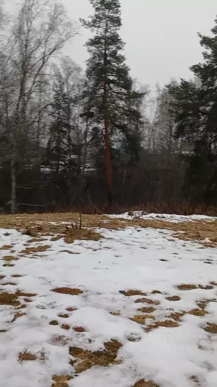 Участок в Ленинградская область, Лужский район, Толмачево городской ... - Фото 2