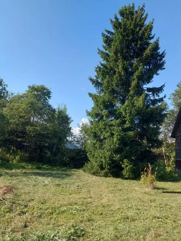 Участок в Санкт-Петербург пос. Петро-Славянка, Красноармейское СНТ,  ... - Фото 2