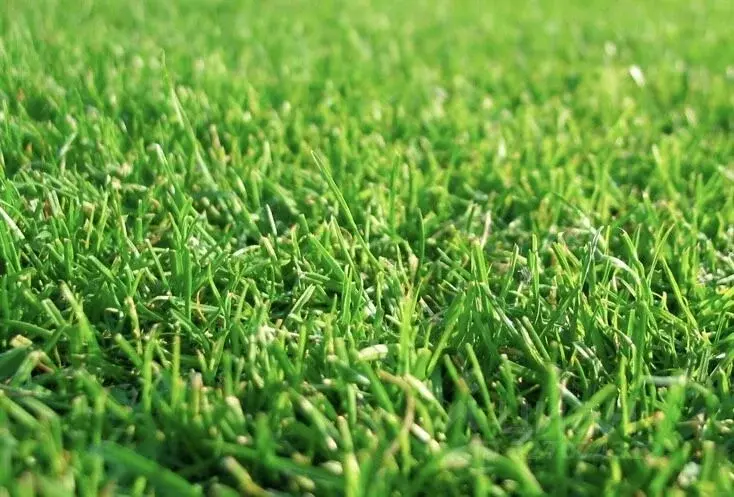 Участок в Смоленская область, д. Черемушки  (12.35 сот.) - Фото 1