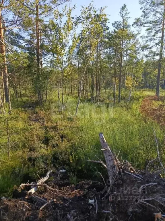 Участок в Ленинградская область, Всеволожское городское поселение, ... - Фото 1