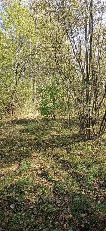 Участок в Московская область, Орехово-Зуевский городской округ, д. ... - Фото 1