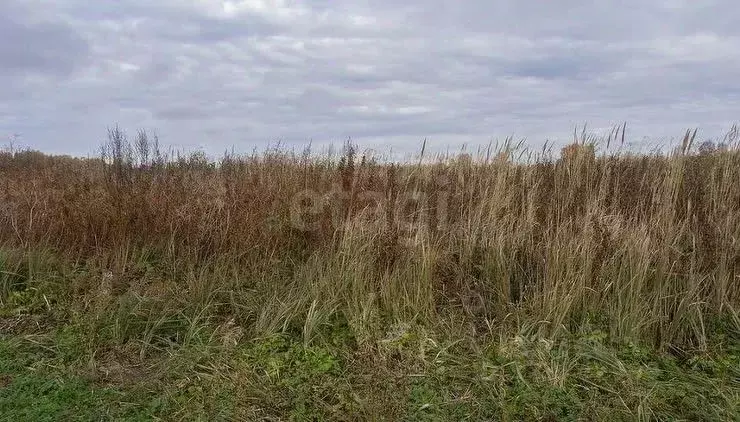Участок в Новосибирская область, Новосибирский район, Ярковский ... - Фото 2