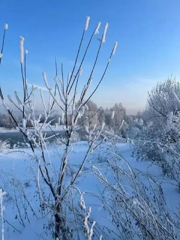 Участок в Алтайский край, Советский район, с. Платово  (10.0 сот.) - Фото 1