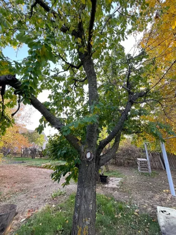 Участок в Волгоградская область, Волжский Трубник СНТ, ул. 3-я (7.0 ... - Фото 2