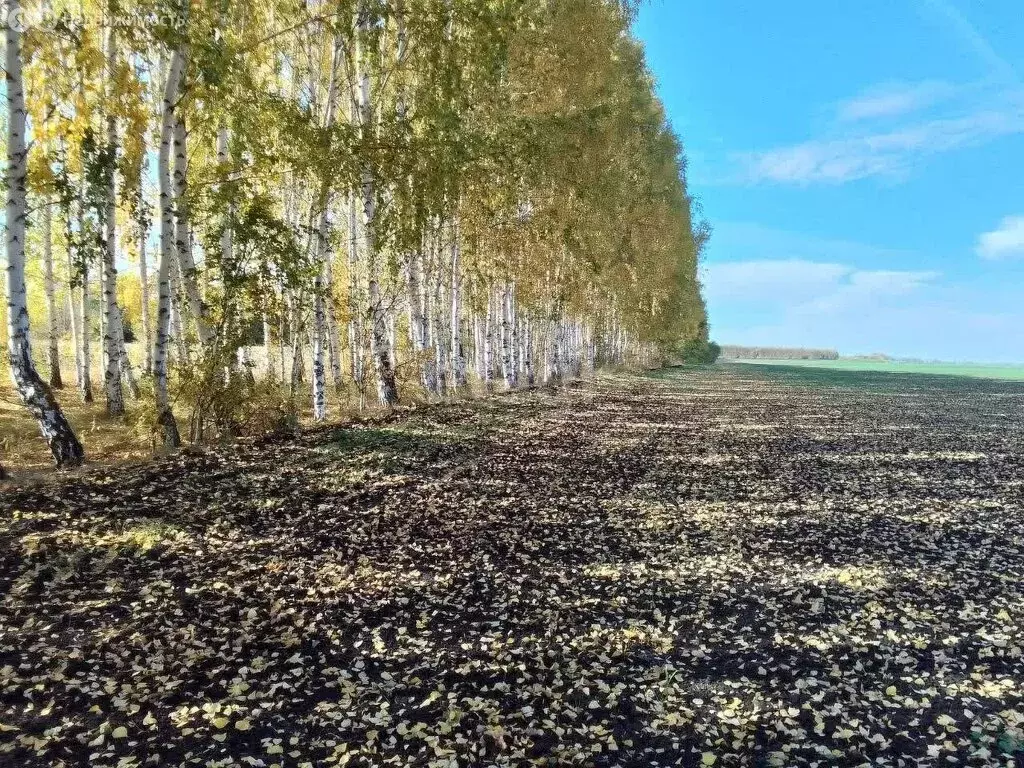 Участок в Ульяновский район, посёлок Тимирязевский (236 м) - Фото 1