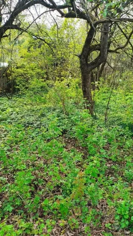 Участок в Калининградская область, Калининград Фестивальное СНТ, 13 ... - Фото 0