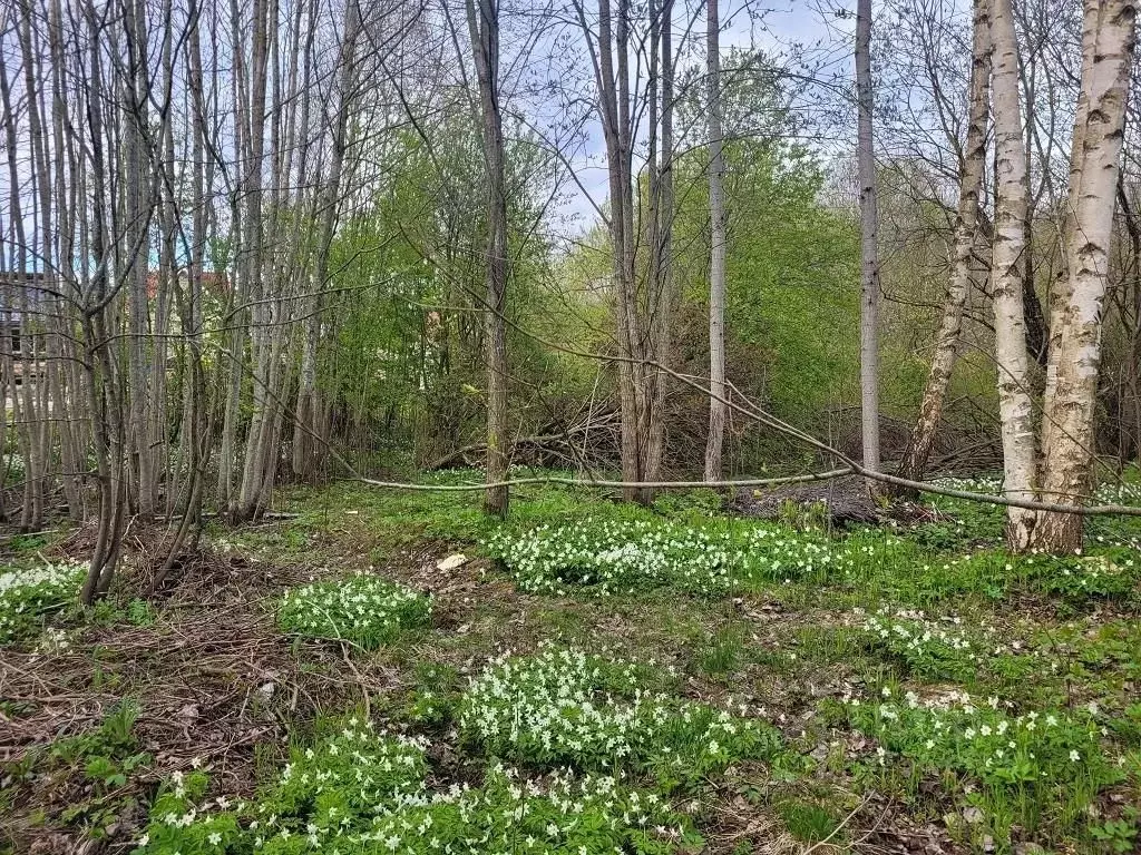 Участок в Ленинградская область, Ломоносовский район, Ропшинское ... - Фото 2