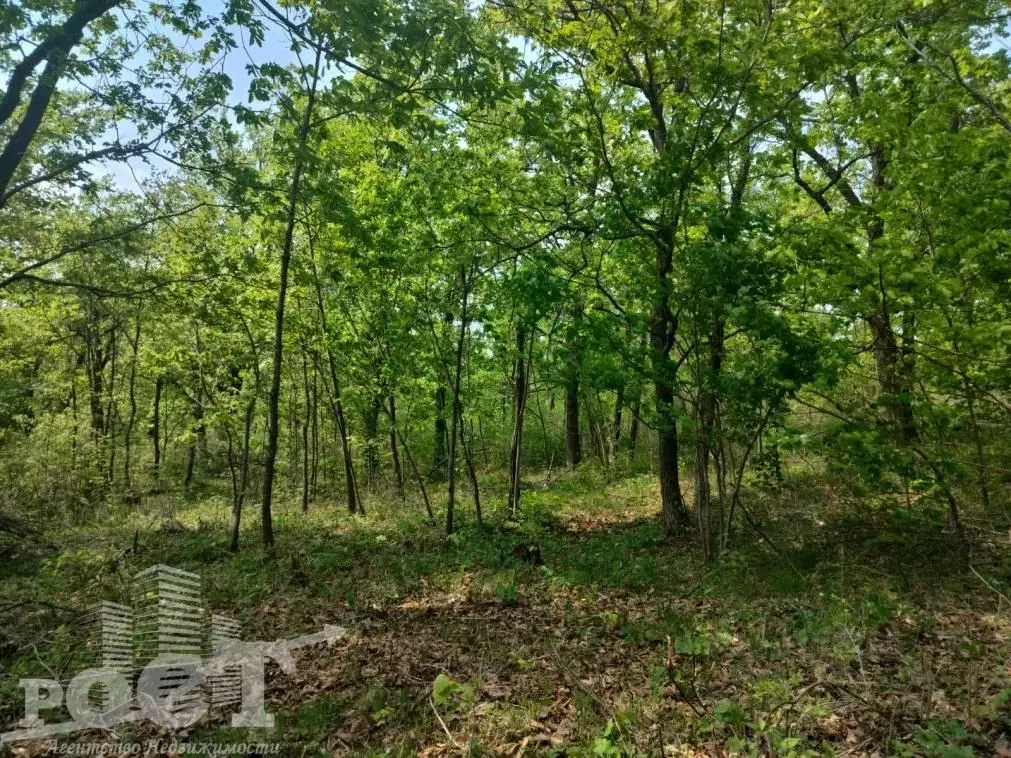 Участок в Приморский край, Артем Меркурий-1 садоводческое ... - Фото 1