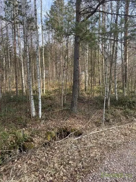 Участок в Ленинградская область, Волховский район, Кисельнинское ... - Фото 0