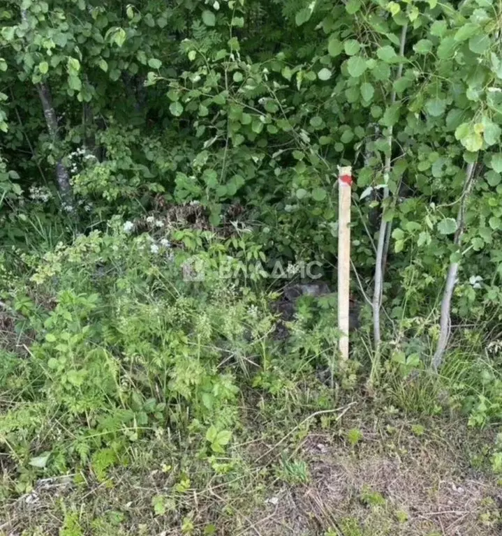 Участок в Карелия, Кондопожский муниципальный район, Кедрозерское ... - Фото 2