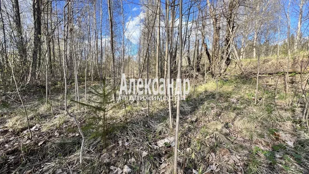 Участок в Ленинградская область, Выборг ш. Хельсинское (12.0 сот.) - Фото 1