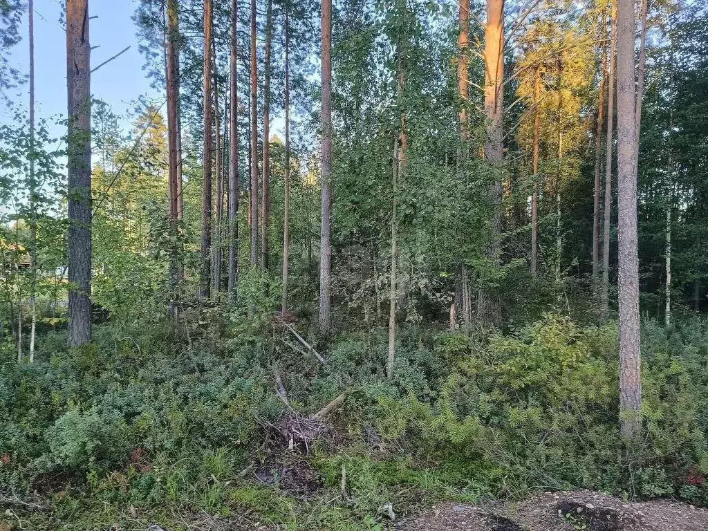 Участок в Коми, Корткеросский район, Посад СДТ 5-я линия (10.0 сот.) - Фото 2