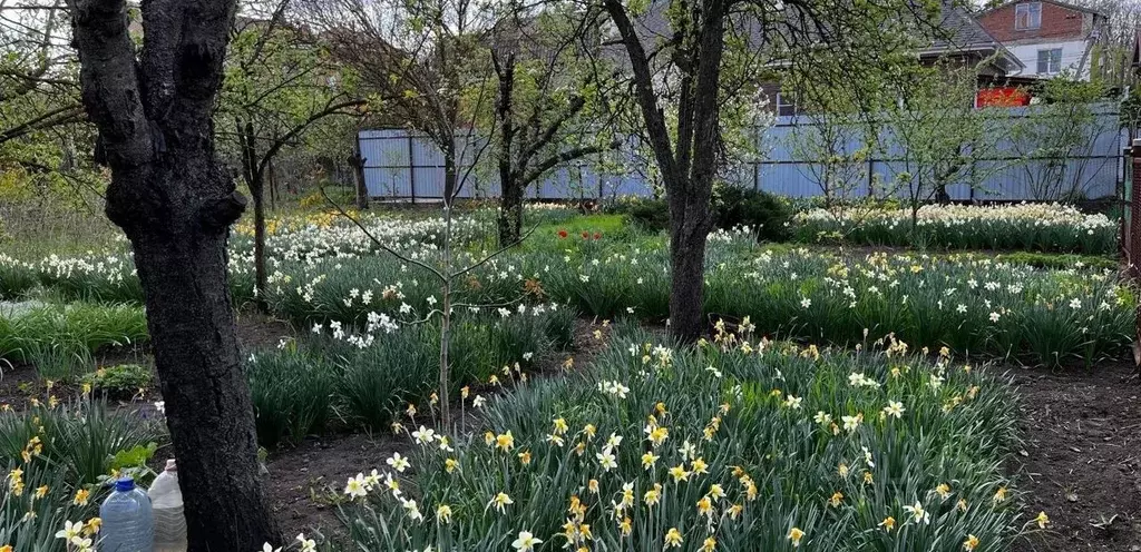 Участок в Ростовская область, Ростов-на-Дону пер. 2-й Рядовой (4.86 ... - Фото 2