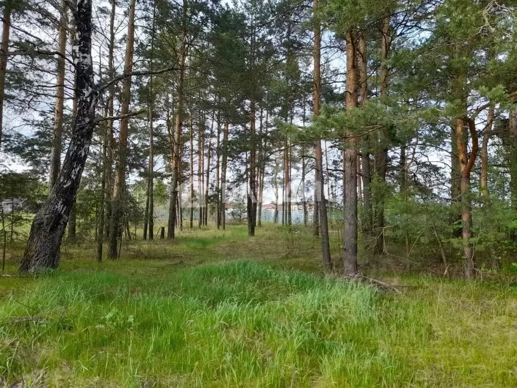 Участок в Владимирская область, Судогодский район, Вяткинское ... - Фото 0