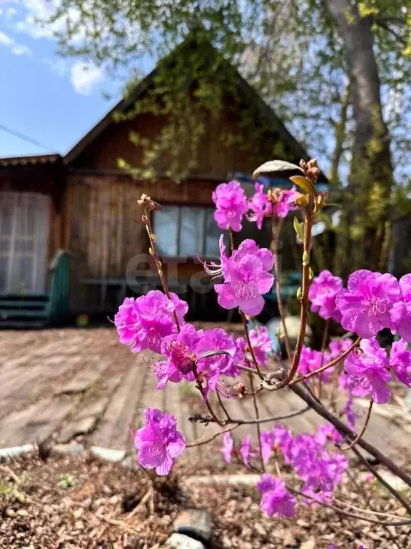 Участок в Амурская область, Благовещенск  (8.2 сот.) - Фото 0