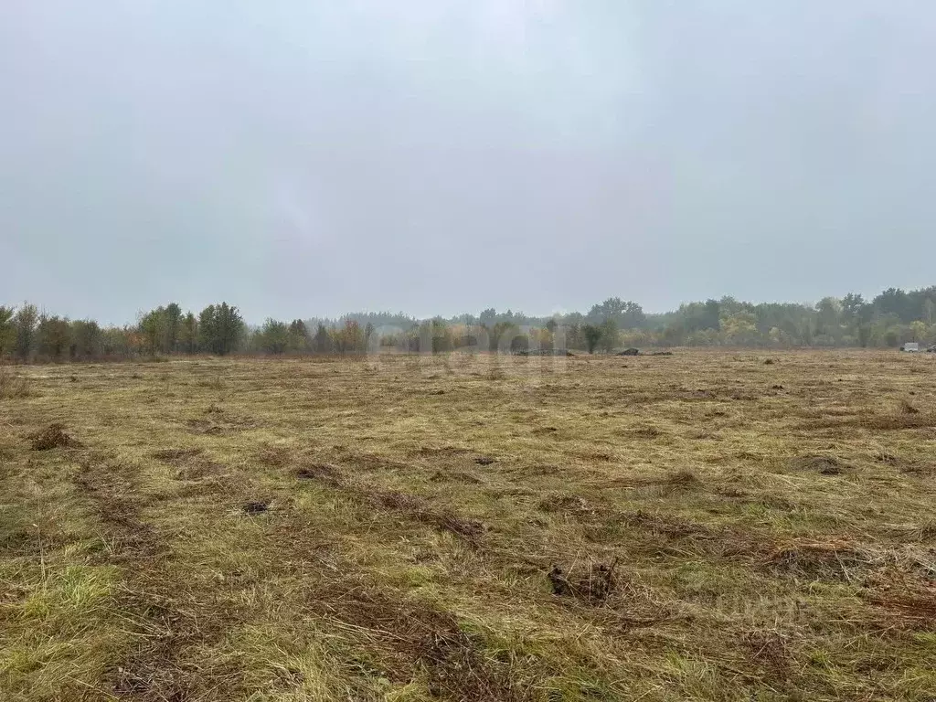 Участок в Воронежская область, Бобров  (10000.0 сот.) - Фото 2