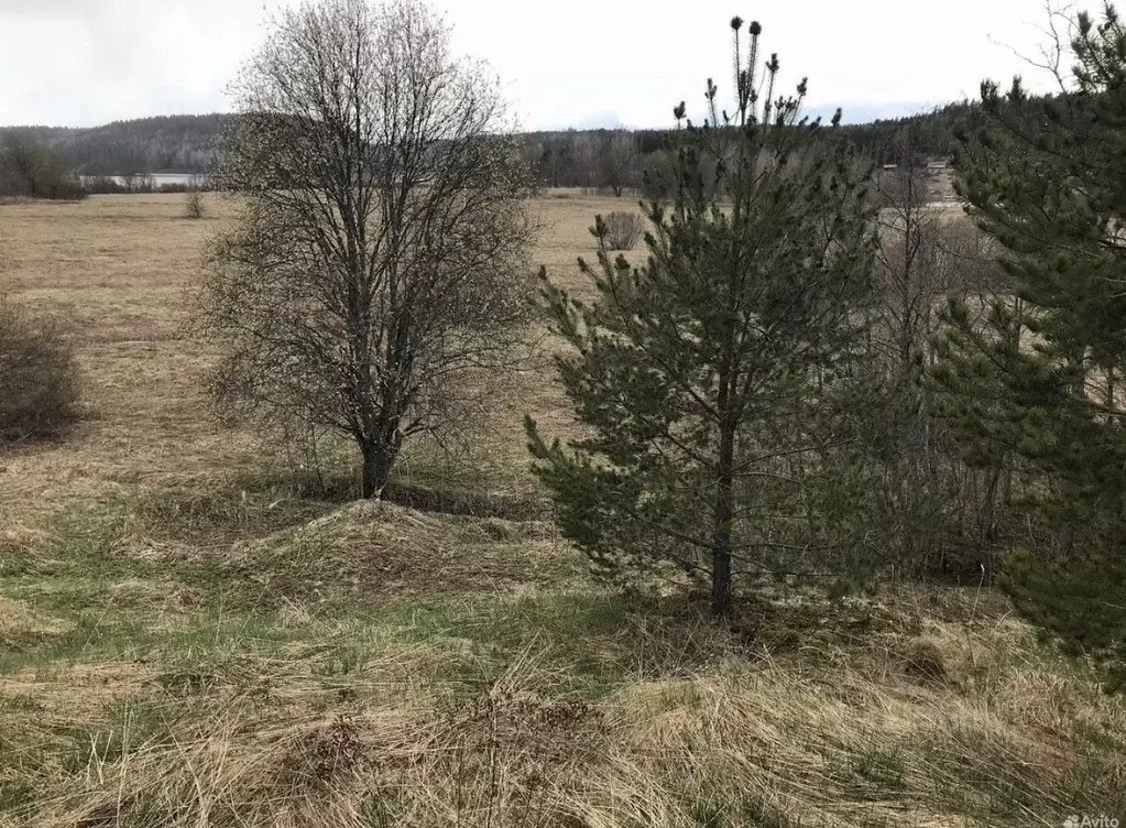 Участок в Карелия, Лахденпохский муниципальный округ, Соролансаари ... - Фото 1