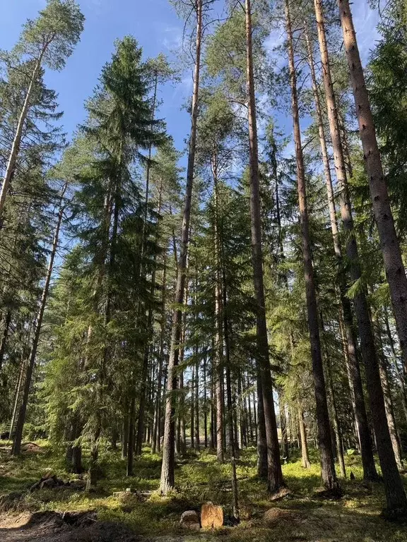 Участок в Санкт-Петербург пос. Репино, Финляндская ул. (153.0 сот.) - Фото 2