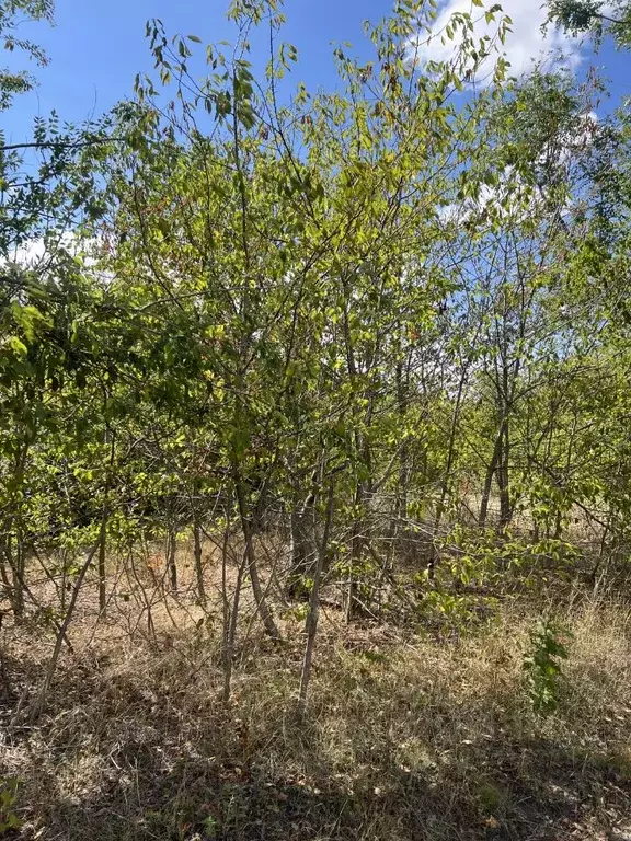 Участок в Ростовская область, Родионово-Несветайский район, ... - Фото 1