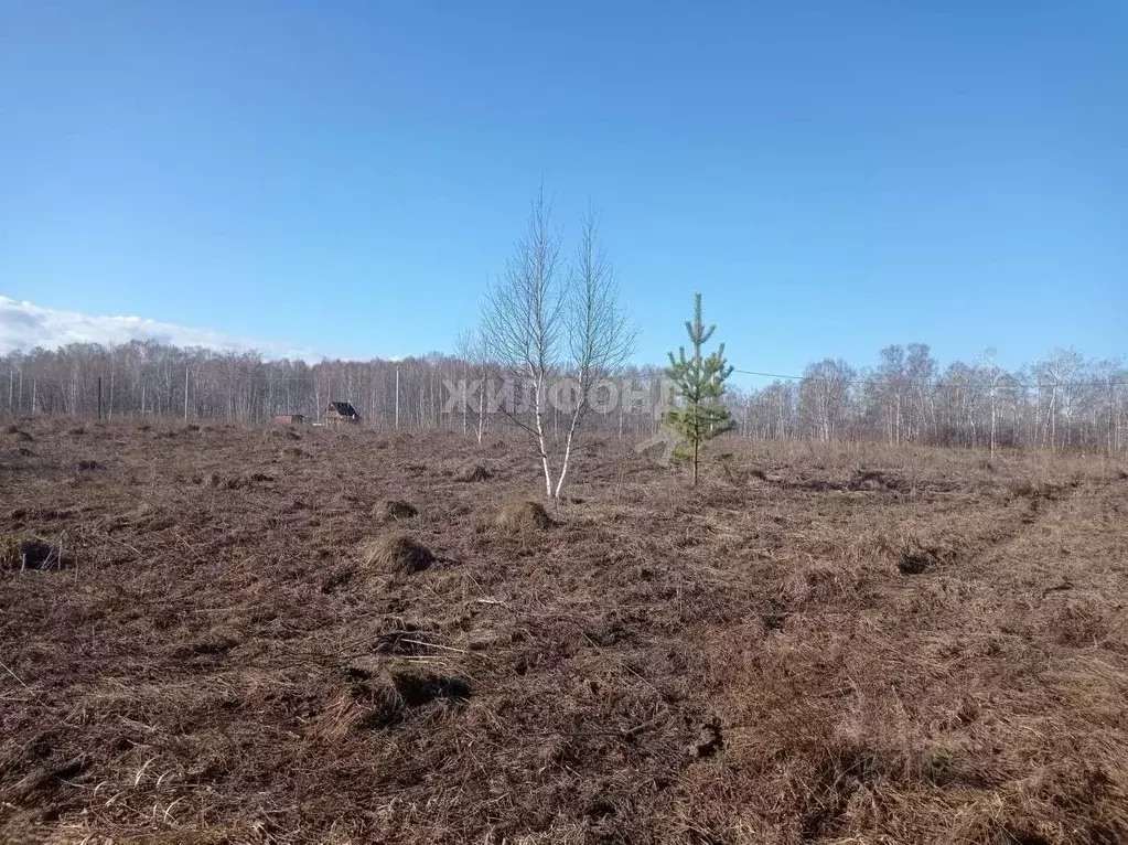 Участок в Новосибирская область, Мошковский район, Индия кп, ... - Фото 0