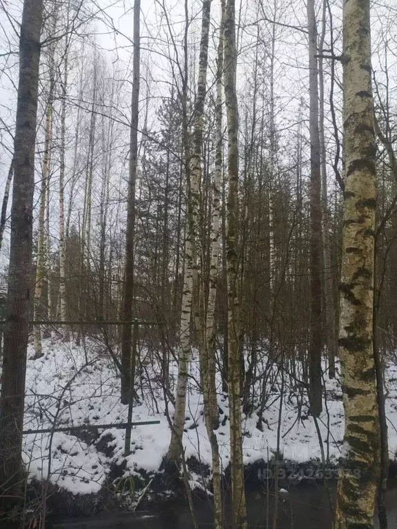 Участок в Ленинградская область, Всеволожский район, Щегловское с/пос, ... - Фото 2