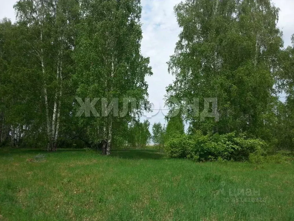 Участок в Новосибирская область, Искитимский район, Совхозный ... - Фото 2