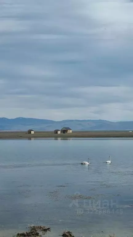 Участок в Алтай, с. Кош-Агач  (50.0 сот.) - Фото 1
