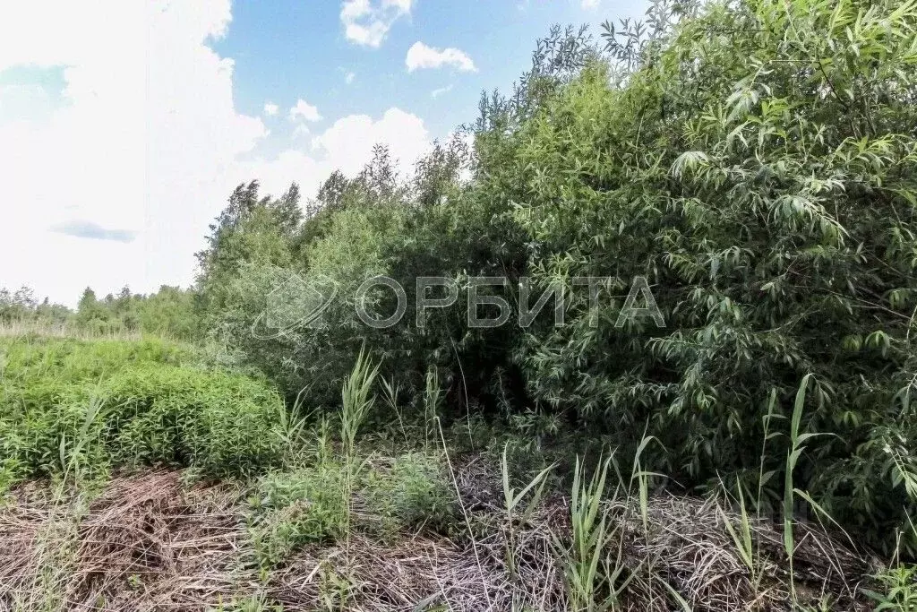 Участок в Тюменская область, Тюмень Садовое товарищество Липовый ... - Фото 2