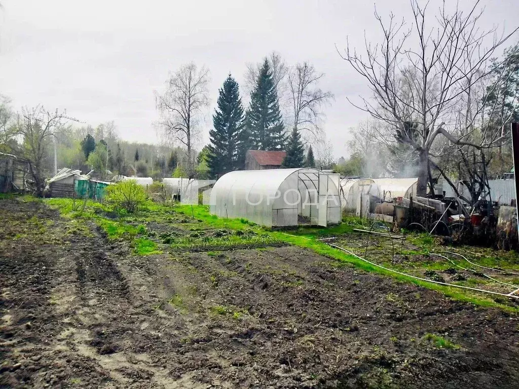 Участок в Новосибирская область, Новосибирский район, Барышевский ... - Фото 1