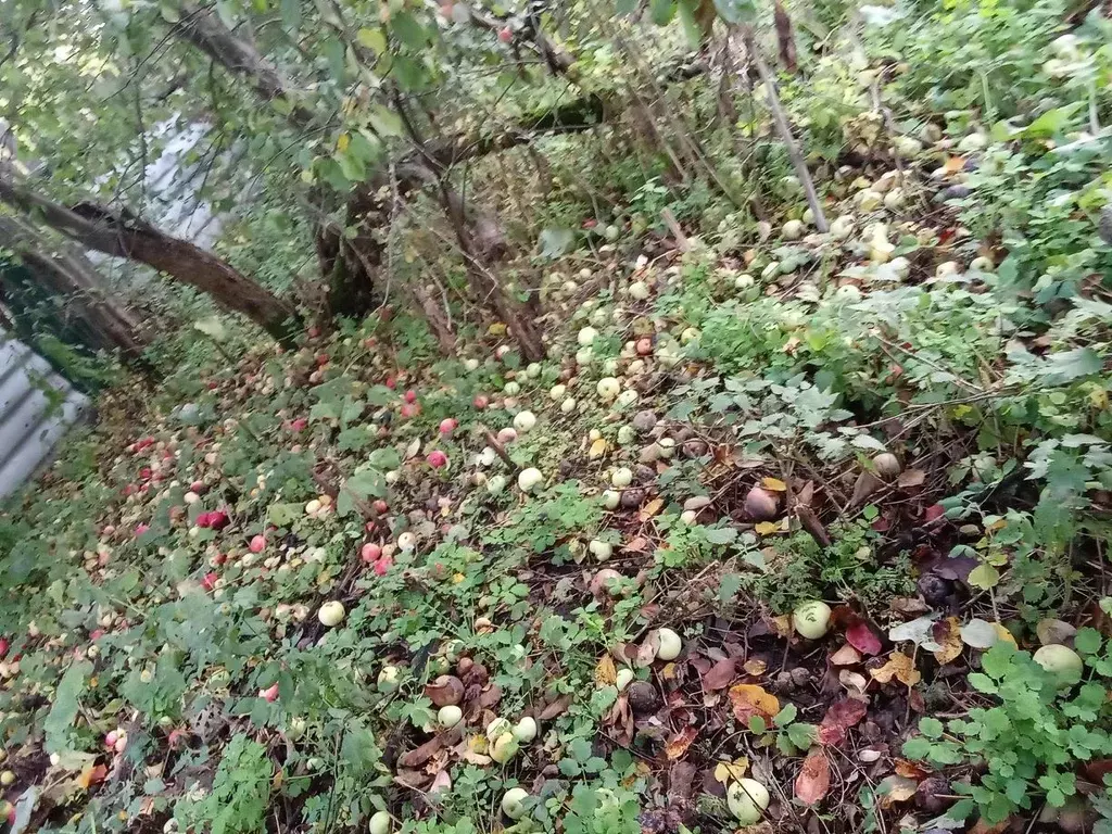 Участок в Мордовия, Темниковский район, Пурдошанское с/пос, с. ... - Фото 1